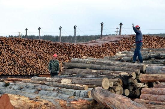 世界木材储量排名？俄罗斯原木有多少-图2