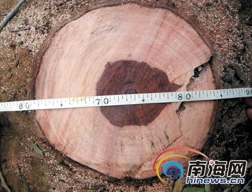 “海南花梨木，梅州石椎木”中的椎木做地板好吗？白椎木多少钱一方-图3