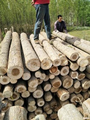 23年3月份山东杨树多少钱一吨？山东木材价格是多少-图2