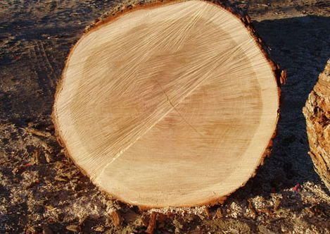 橡子树属于国家几级木材？美国白橡多少年成才-图1
