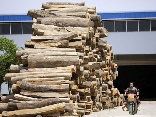 中国人每秒消耗多少吨木头？每年全球木头消耗多少-图3