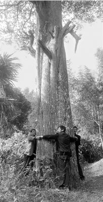 10米的红豆杉树有多贵？红豆杉木一斤多少钱-图2