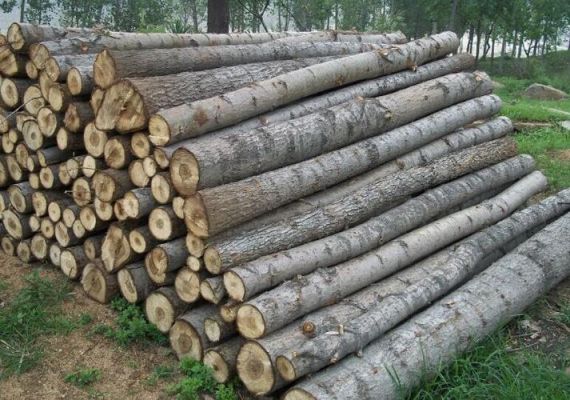 杨树木材2023年价格？收木头的价格是多少-图1