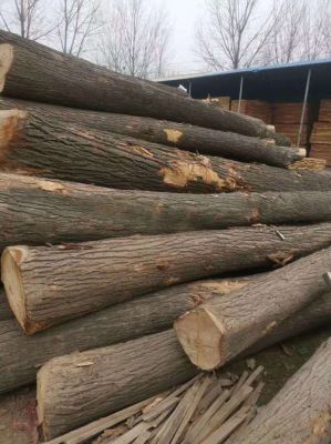 种苦楝木要几年成材？苦楝树木材多少钱一吨-图2