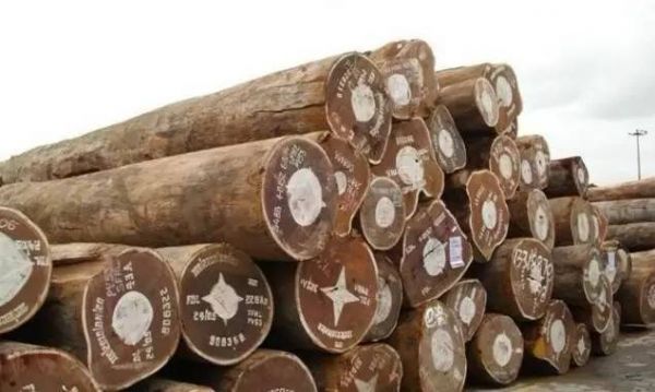 全球第一名贵木材？美国原木价格多少钱-图1