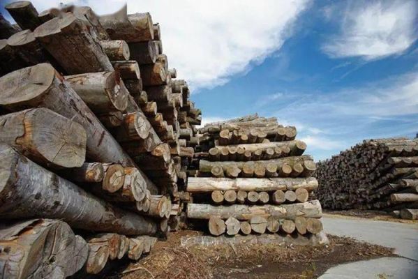 全球木材出口排名？美国原木价格多少钱一方-图2