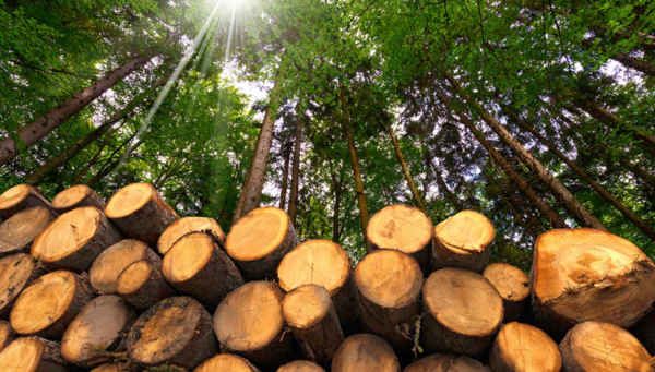 全球木材出口排名？美国原木价格多少钱一方-图3