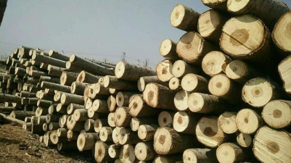 杨树一方多少钱2022年最新价格？现在木头的价格是多少-图1