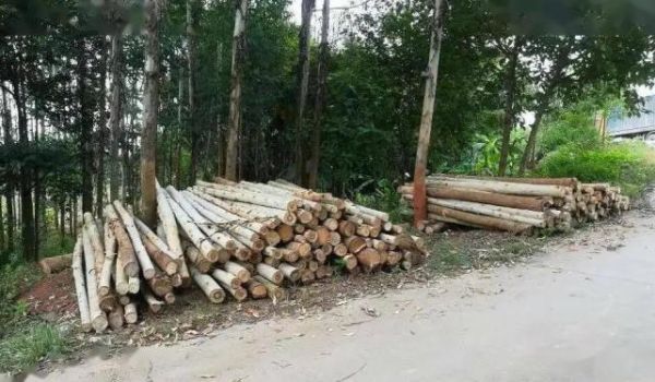 广西贵港桉树原木市场多少钱一吨？普通的木头多少钱一吨