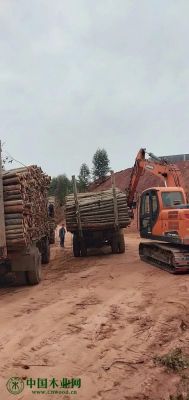 广西贵港桉树原木市场多少钱一吨？普通的木头多少钱一吨-图2