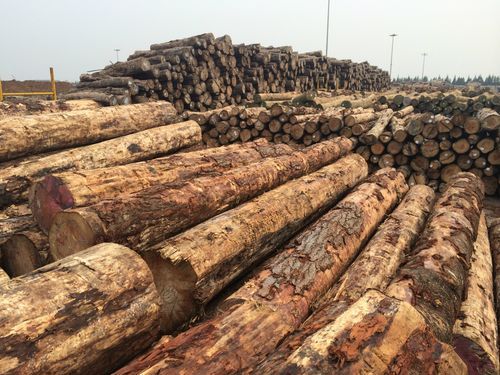 广东与张家港木材价格对比？新西兰木材最新价格多少-图3