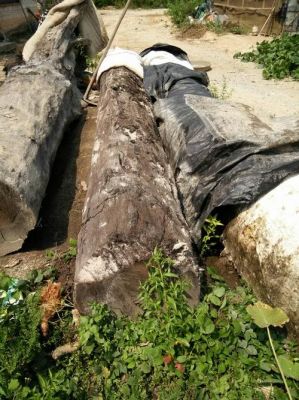 东非老红木是什么木？千年铁力木多少钱一吨-图2