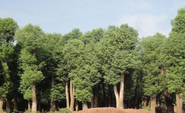 1公顷香樟能产生的木材蓄积量是多少？香樟树木材多少一吨-图1