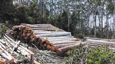 2023年一吨桉树木材价格？木头现在一吨多少钱一斤-图1