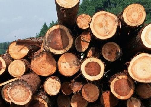 云南桤木和橡胶木的区别？云南橡胶原木多少钱一吨-图3