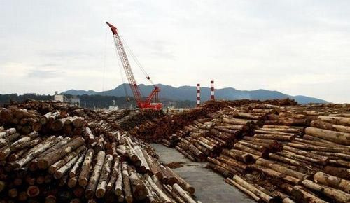 世界上最大的木材出口国？日本的木材进口百分比是多少-图2
