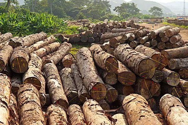 世界上最大的木材出口国？日本的木材进口百分比是多少-图3