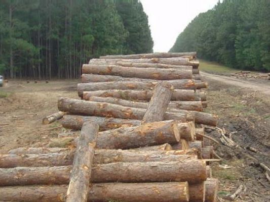 刚砍的松木水分有多少？新木材含水率是多少-图2