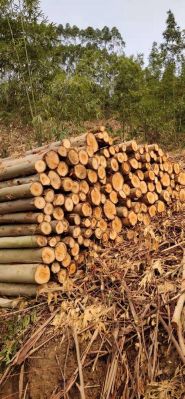 一吨生桉树能生产多少干木片？桉木二级板按吨一吨多少钱-图2