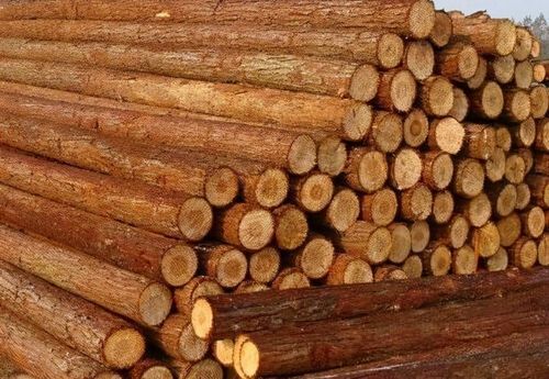 什么东西的原材料是木头？木头原料多少钱一吨-图2