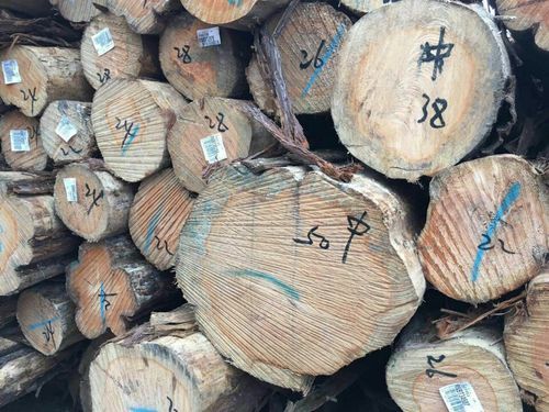 非洲刚果有特产？非洲柏木原木价格多少-图1