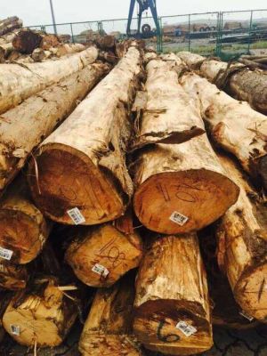非洲刚果有特产？非洲柏木原木价格多少-图2
