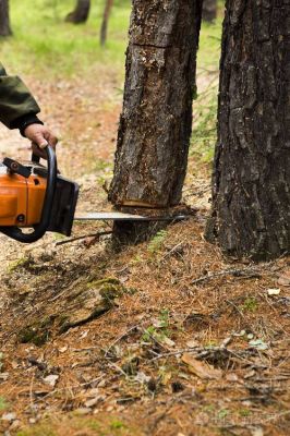 激光砍树机能砍多粗的树？木材砍伐机多少钱-图1