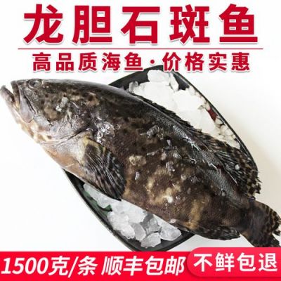 龙胆鱼和石斑鱼哪个贵？材鱼价格是多少-图2