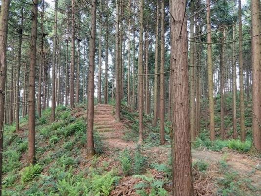 2019年广西桂林的杉树原木价格是多少钱一方？南宁杉木收购价是多少钱一吨-图1