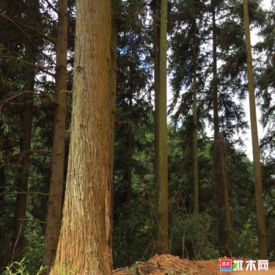 2019年广西桂林的杉树原木价格是多少钱一方？南宁杉木收购价是多少钱一吨-图2