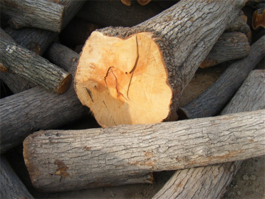 桑木和柘木哪个硬度高哪个韧性好？柘木木材密度多少-图2