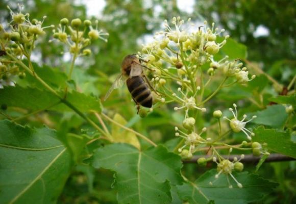 世界上能被蜜蜂采蜜的椴树有几个品种？椴树原木多少钱一斤-图1