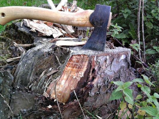 伐完木材树墩孑上長出来蘑菇能吃吗？果松木材多少钱一立-图1
