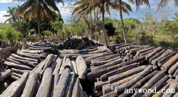 马达加斯加木材储量？一年从非洲进口多少木材-图3