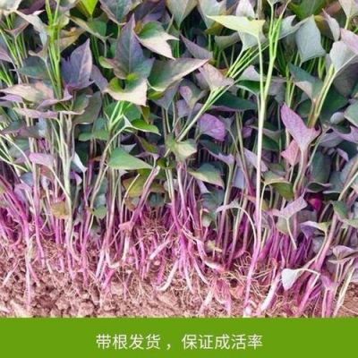 紫薯秧苗怎么栽？朴开拉木材密度是多少-图1