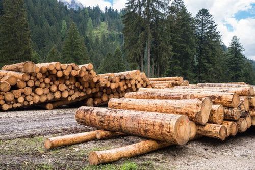世界主要的木材出口国有哪些？欧美杨木材多少钱一吨-图2