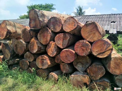 缅甸木材的种类有哪些？泰国出口中国有多少种木材-图1