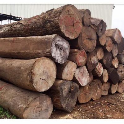 缅甸木材的种类有哪些？泰国出口中国有多少种木材-图2