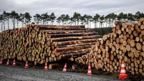 我国每年平均砍伐多少树木？我国能消耗多少木材-图3