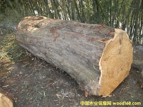 一方柏木原木有多重？百木木材多少一万-图2