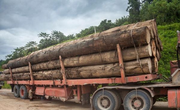 100斤湿木头能干多少斤？湿木头与干木头重量相差多少-图2