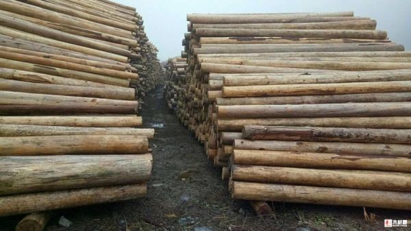 100斤湿木头能干多少斤？湿木头与干木头重量相差多少-图3