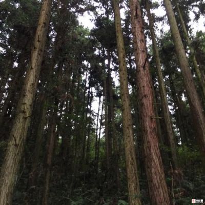 井冈山在江西哪个城市啊？遂川哪个地方杉木的直径最大是多少-图2