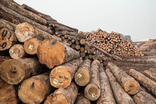木材公司是国营单位吗？中国多少木材企业-图2
