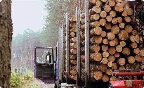 木材产量排行？俄罗斯原木多少一吨-图1