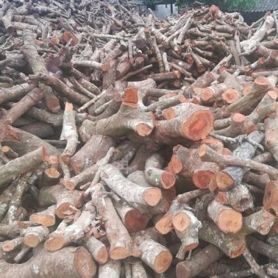 国内最便宜的木头品种多少钱一吨？木柴多少钱一吨-图1