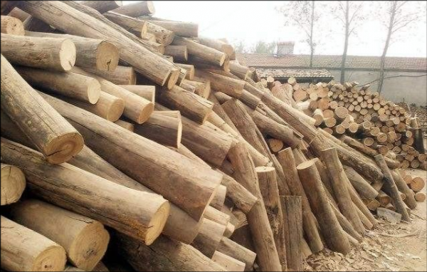 国内最便宜的木头品种多少钱一吨？木柴多少钱一吨-图2