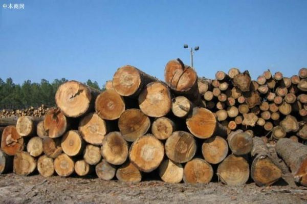 原始林木材一立方米价值？白蜡木每立方米多少-图2