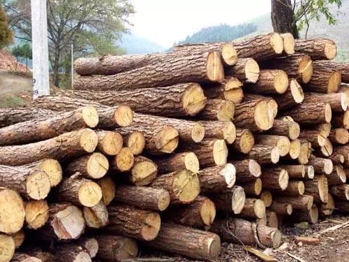 世界上最贵的木材排名20名？福建杉木价格多少一方-图1