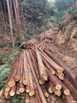 一亩杉树的产量？20年杉木每棵可产木材多少方-图1